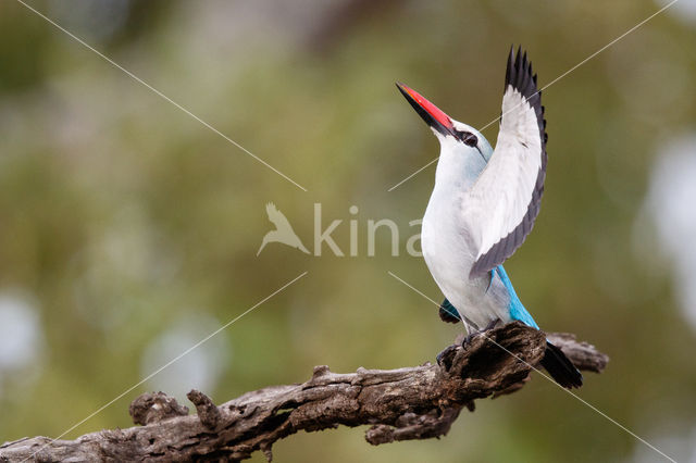 Woodland Kingfisher (Halcyon senegalensis)