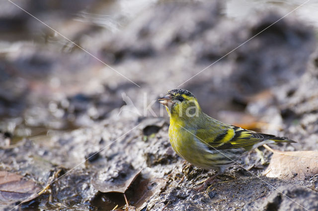 Sijs (Carduelis spinus)