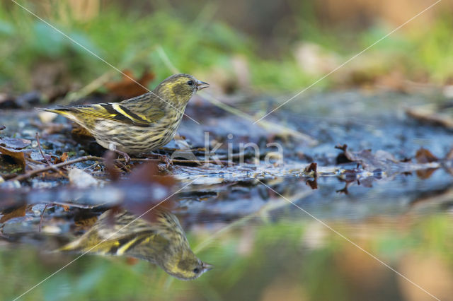 Eurasian Siskin (Carduelis spinus)