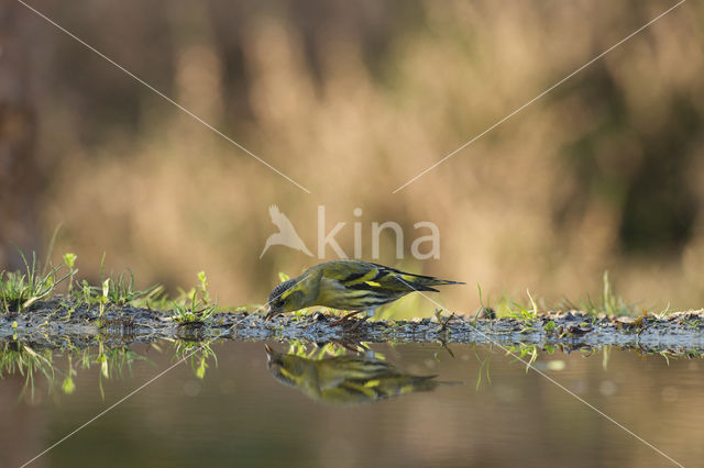 Eurasian Siskin (Carduelis spinus)