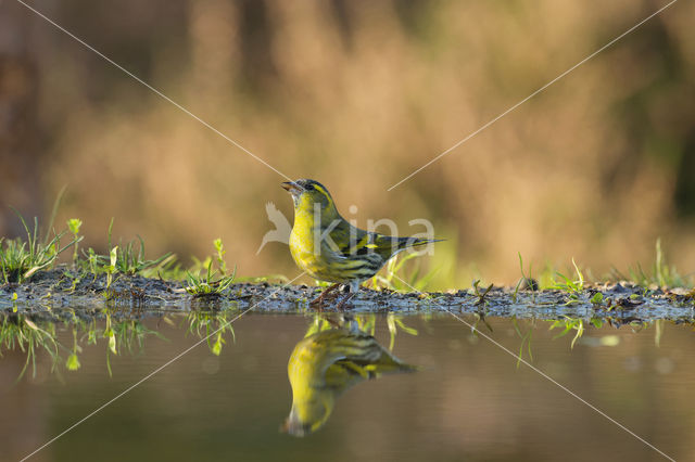 Eurasian Siskin (Carduelis spinus)