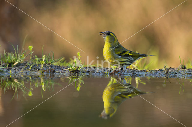 Eurasian Siskin (Carduelis spinus)