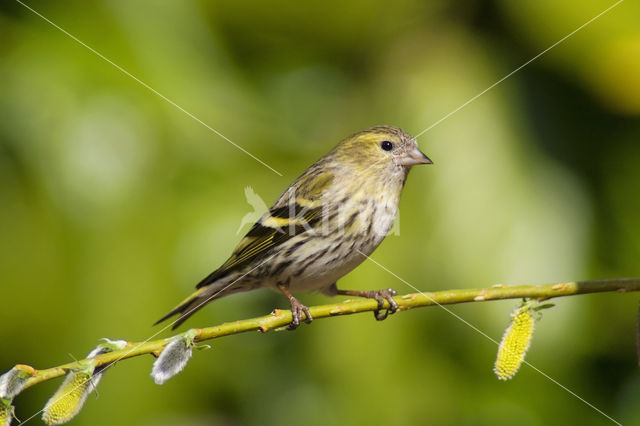 Eurasian Siskin (Carduelis spinus)