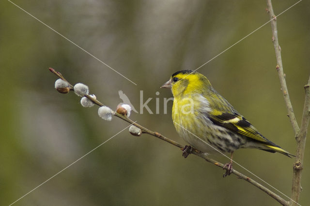 Eurasian Siskin (Carduelis spinus)