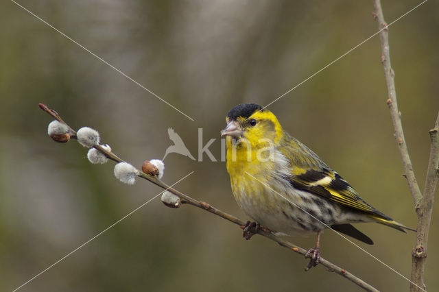 Eurasian Siskin (Carduelis spinus)