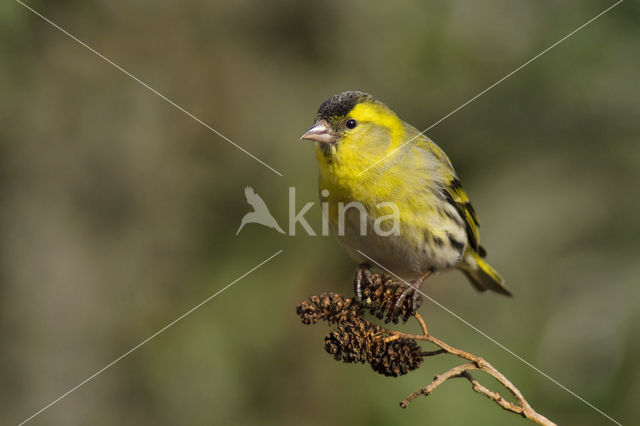 Eurasian Siskin (Carduelis spinus)