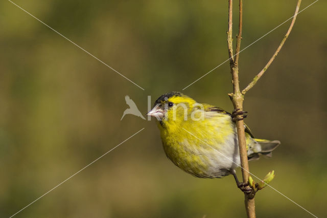 Eurasian Siskin (Carduelis spinus)