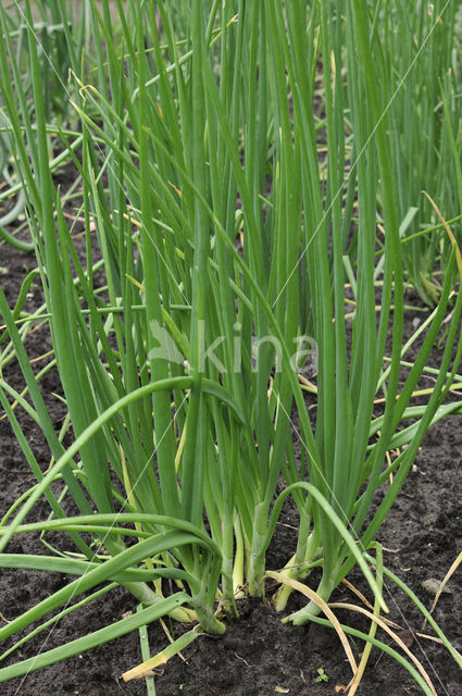 Shallot (Allium ascalonicum)