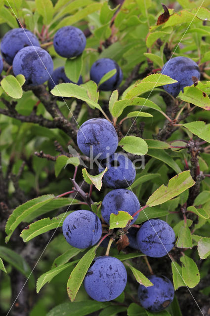 Sleedoorn (Prunus spinosa)