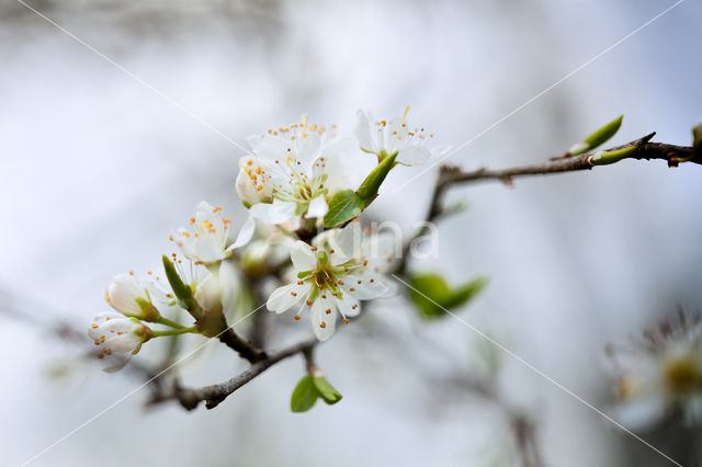 Sleedoorn (Prunus spinosa)