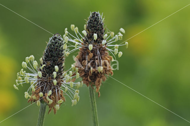 Smalle weegbree (Plantago lanceolata)