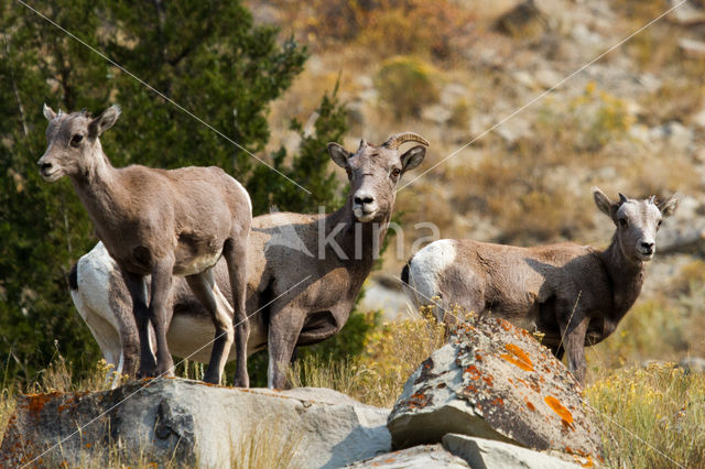 mountain goat (Oreamnos americanus)