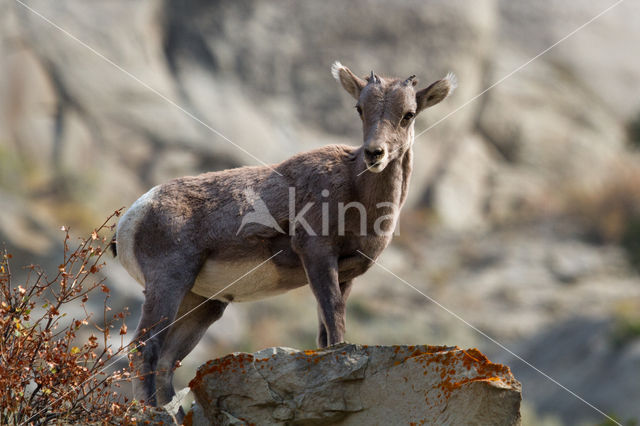 mountain goat (Oreamnos americanus)