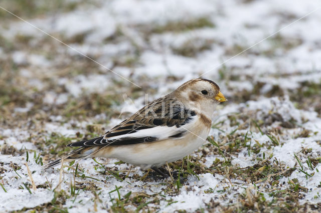 Sneeuwgors (Plectrophenax nivalis)