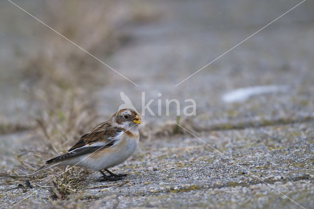 Snow Bunting (Plectrophenax nivalis)