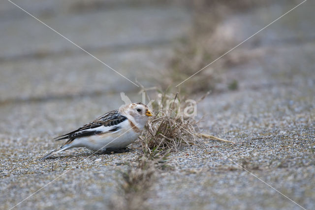 Sneeuwgors (Plectrophenax nivalis)