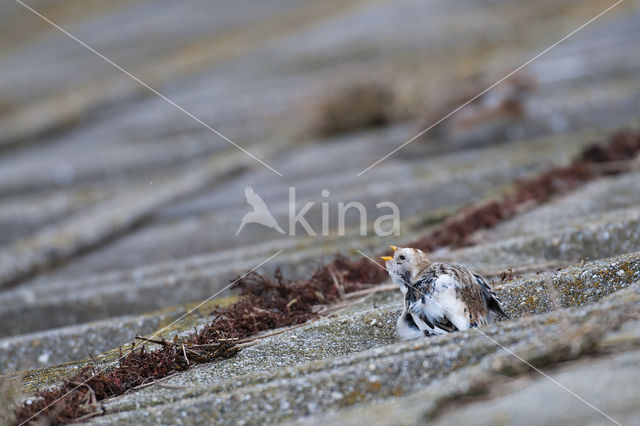 Snow Bunting (Plectrophenax nivalis)