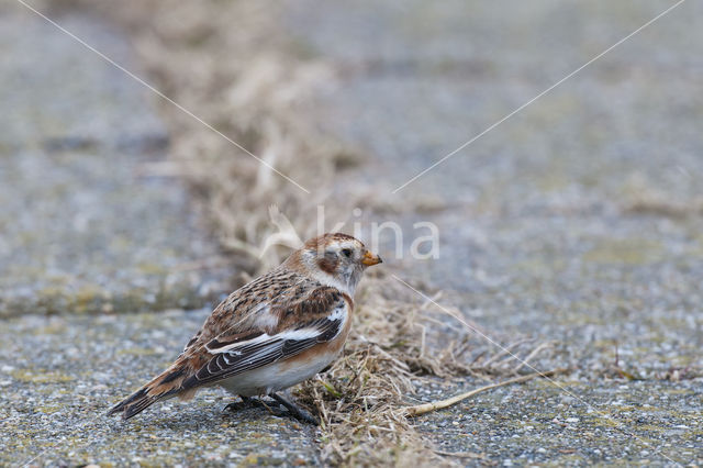 Sneeuwgors (Plectrophenax nivalis)