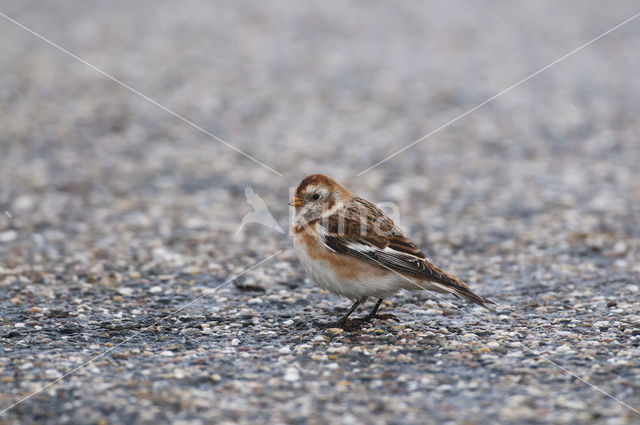 Snow Bunting (Plectrophenax nivalis)