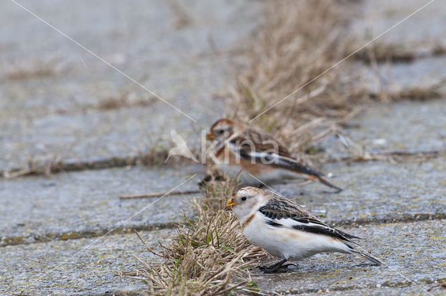 Sneeuwgors (Plectrophenax nivalis)