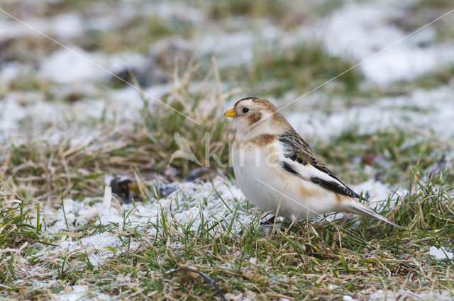 Sneeuwgors (Plectrophenax nivalis)