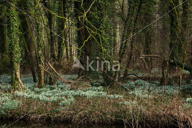 Sneeuwklokje (Galanthus spec.)