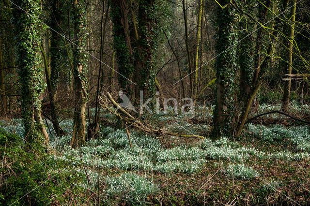 Sneeuwklokje (Galanthus spec.)