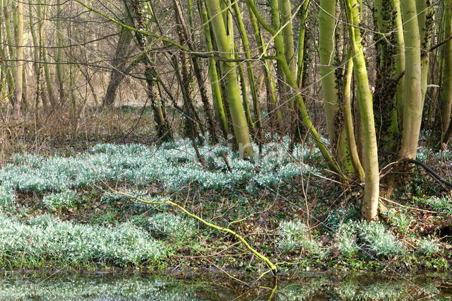 Snowdrop (Galanthus spec.)