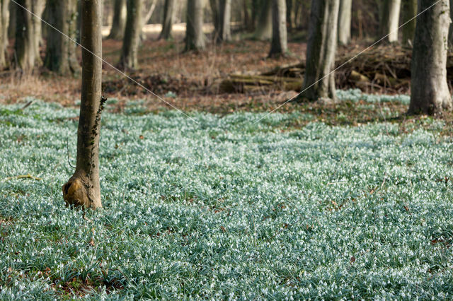 Snowdrop (Galanthus spec.)