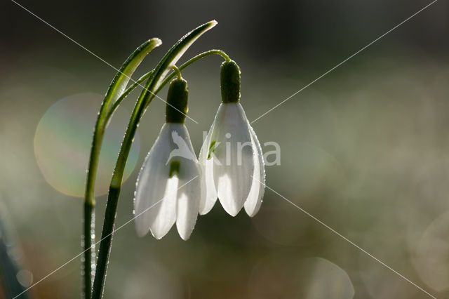 Snowdrop (Galanthus spec.)