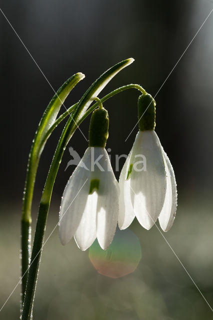 Snowdrop (Galanthus spec.)