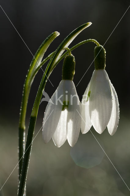 Snowdrop (Galanthus spec.)