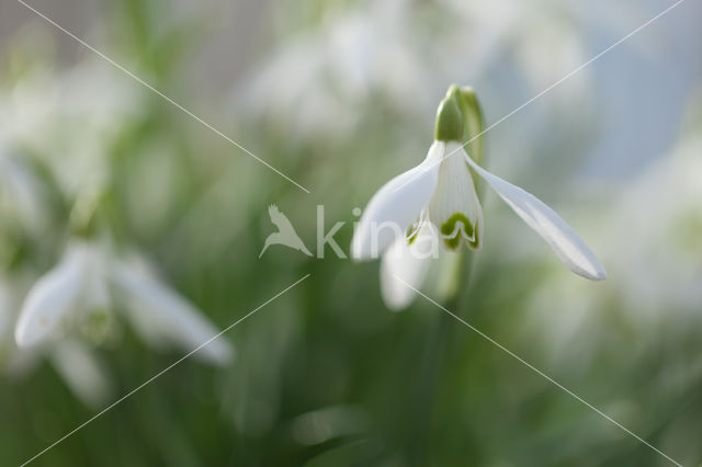 Snowdrop (Galanthus spec.)