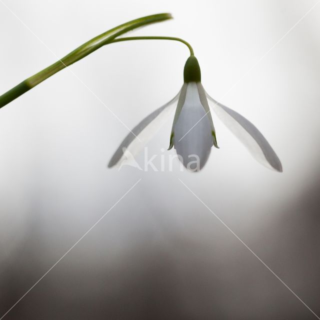 Snowdrop (Galanthus spec.)