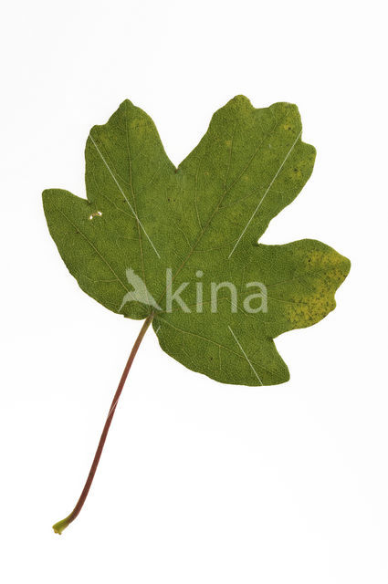 Spaanse aak (Acer campestre)