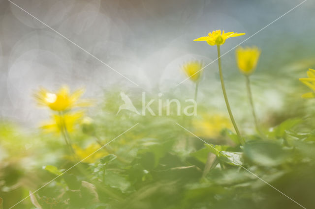 Speenkruid (Ranunculus ficaria)