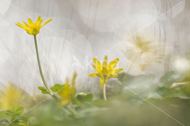 Speenkruid (Ranunculus ficaria)