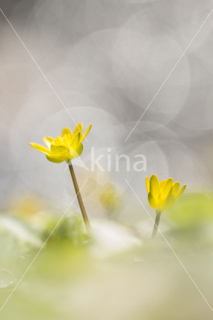 Lesser Celandine (Ranunculus ficaria)