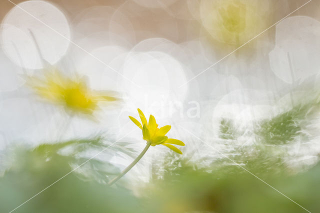 Lesser Celandine (Ranunculus ficaria)