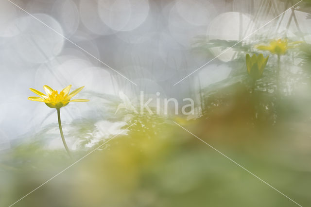 Lesser Celandine (Ranunculus ficaria)