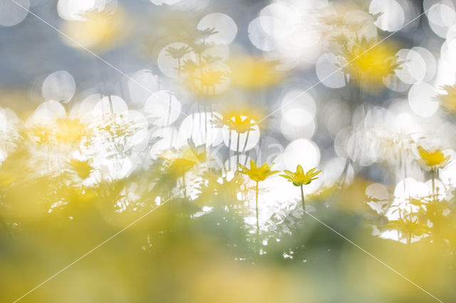 Lesser Celandine (Ranunculus ficaria)