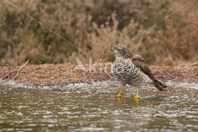 Sperwer (Accipiter nisus)