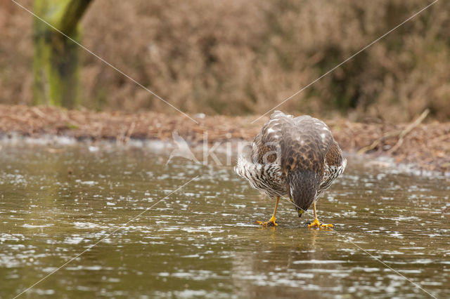 Sperwer (Accipiter nisus)