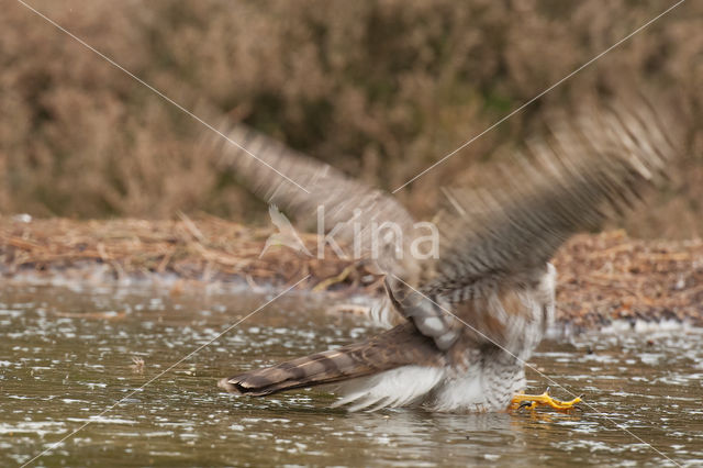 Sparrow Hawk (Accipiter nisus)