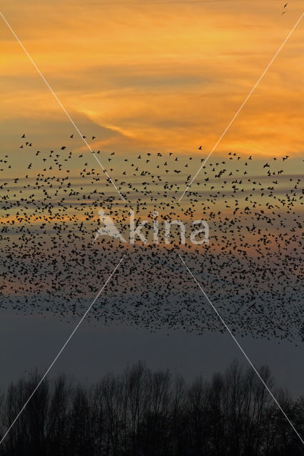 European Starling (Sturnus vulgaris)