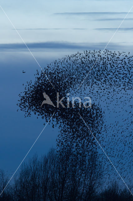 European Starling (Sturnus vulgaris)