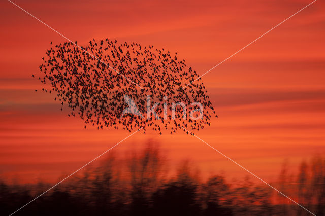 European Starling (Sturnus vulgaris)