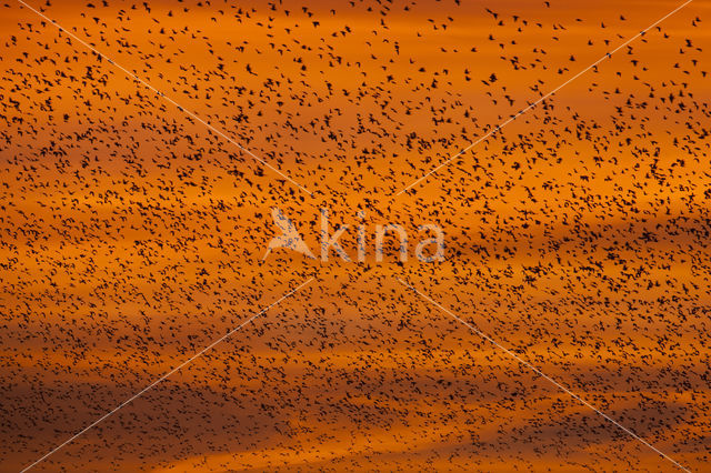 European Starling (Sturnus vulgaris)