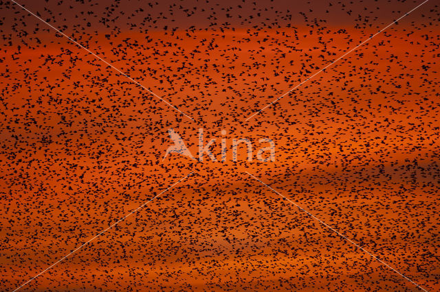 European Starling (Sturnus vulgaris)