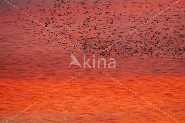 European Starling (Sturnus vulgaris)